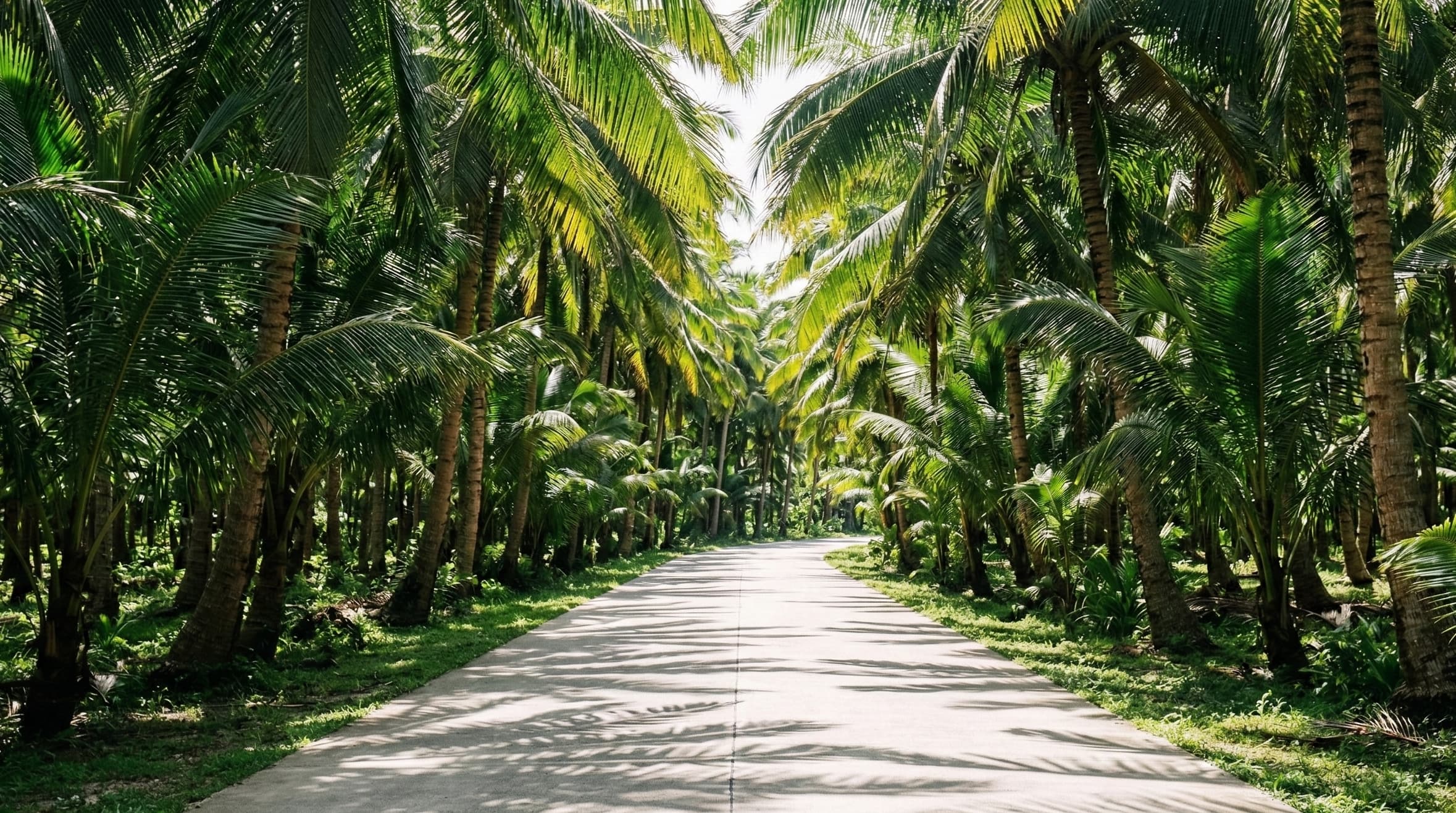 Siargao Palm Trees